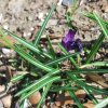 Crocus tommasinianus